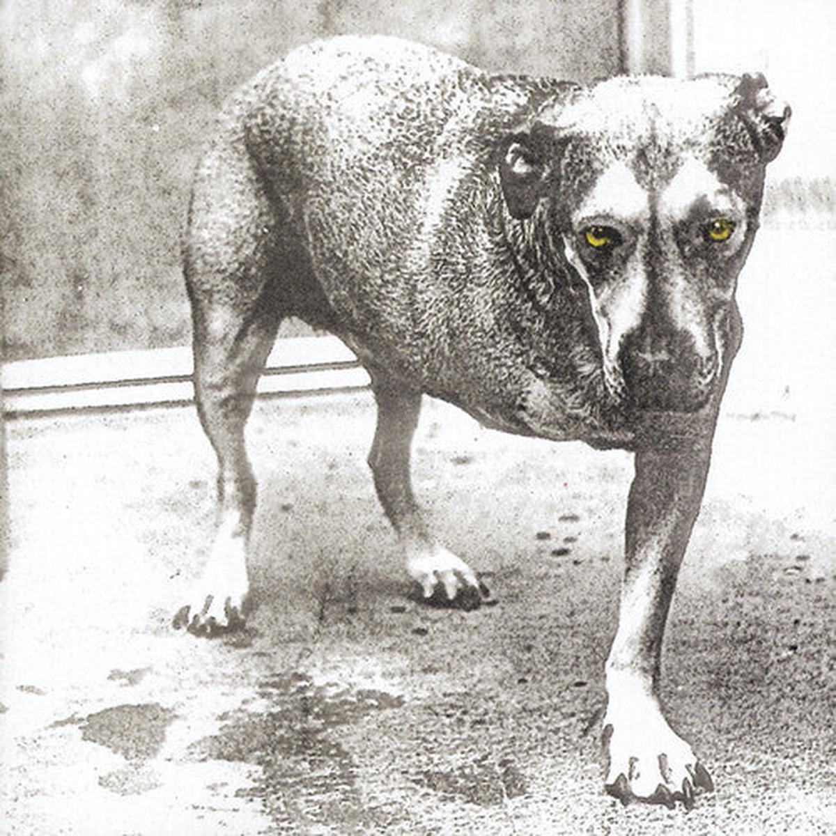 Alice In Chains - Alice In Chains (30th Anniversary Reissue) [Colored Vinyl]