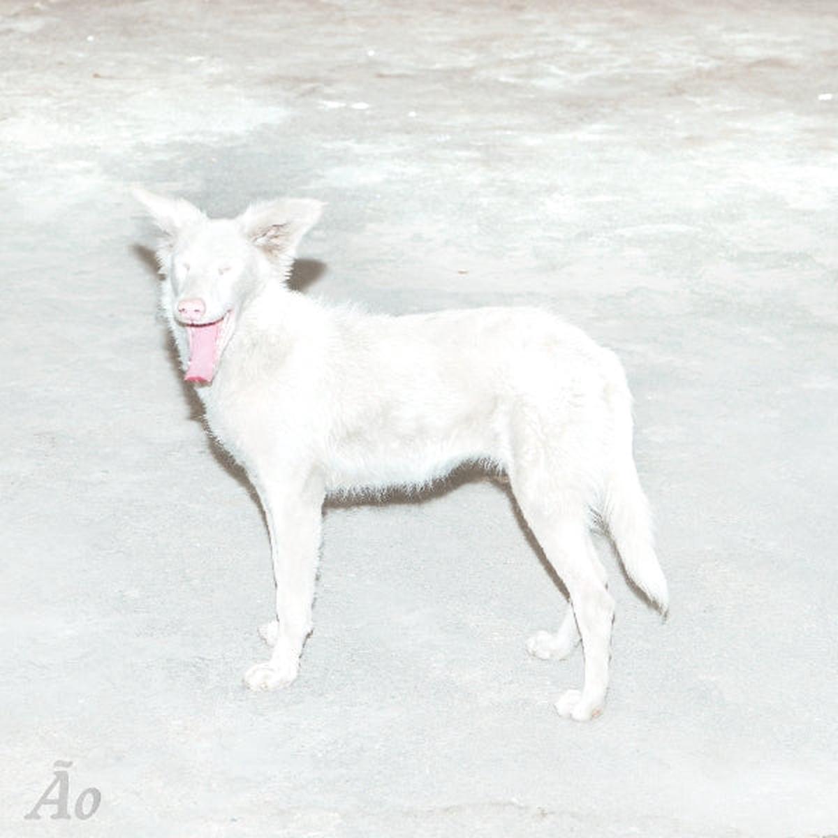 Ao - Malandra (LP)