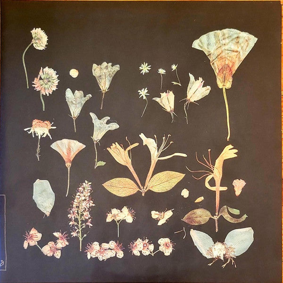 Leaving Laurel When The Quiet Comes (Cream) 2LP
