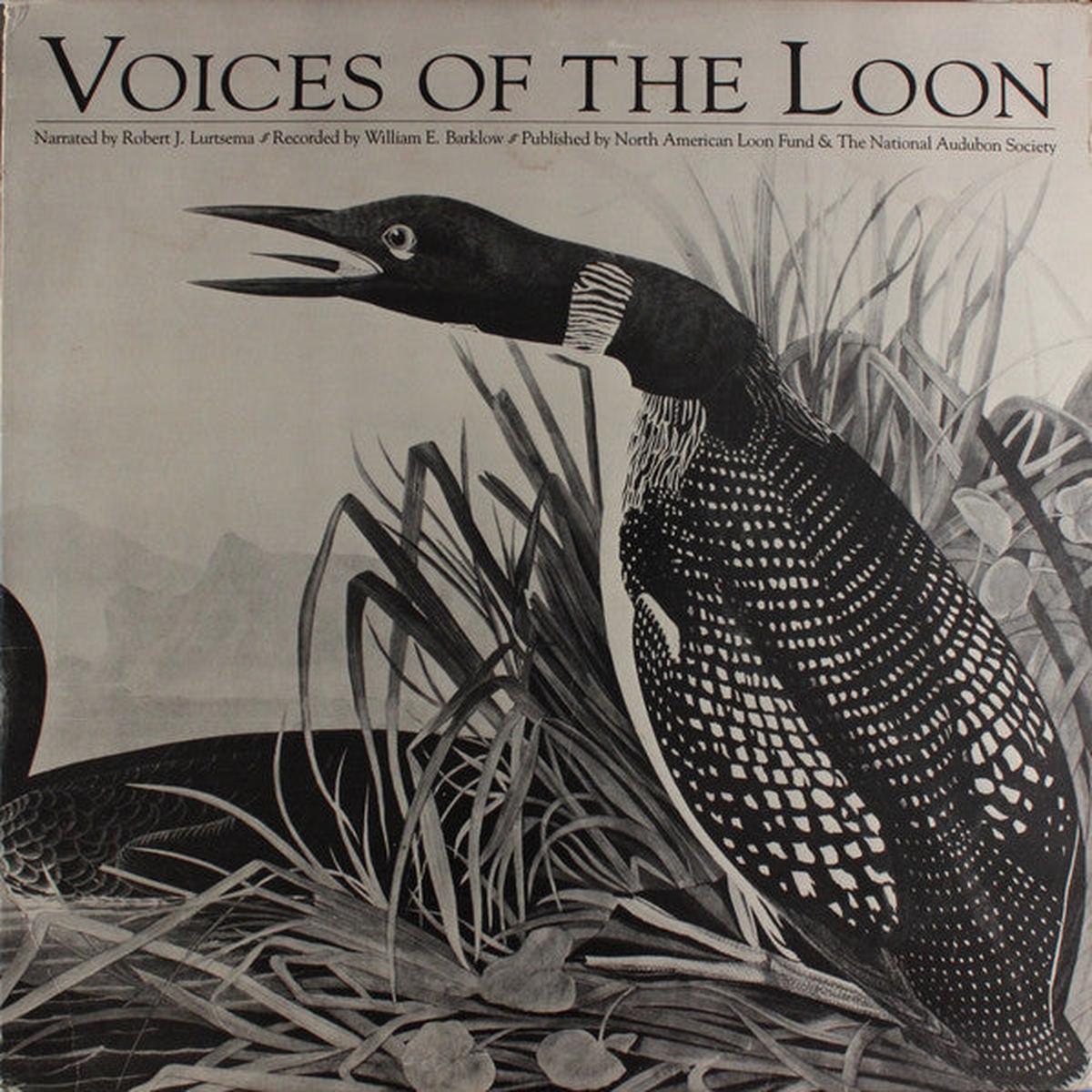 Great Northern Loon - Voices Of The Loon