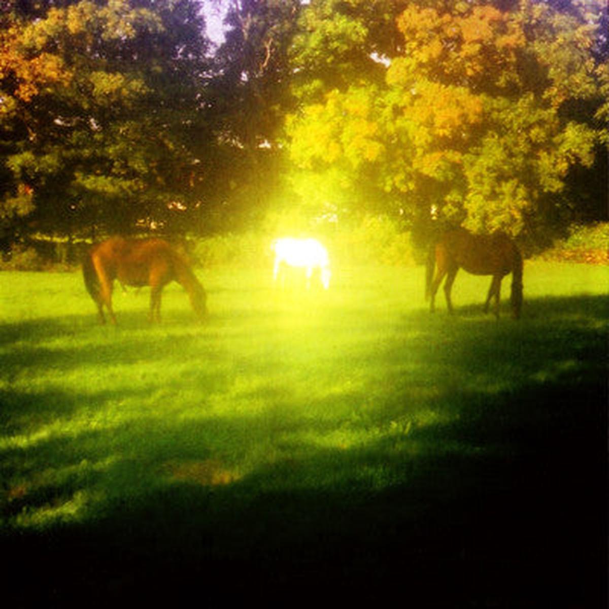 Paul LaBrecque & Valerie Webb  Trees, Chants And Hollers LP